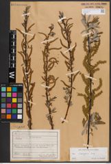 Foto von Salix eleagnos Scop.